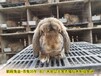 孙师傅公羊兔巨型兔,郴州鹏程兔业公羊兔央视专访