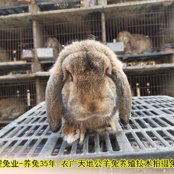 孙师傅公羊兔巨型兔,漳州鹏程兔业公羊兔大体型