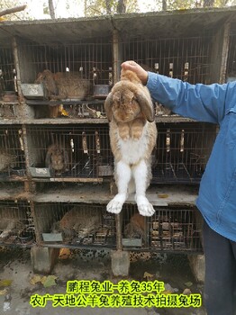 广安鹏程兔业2022农村肉兔大体型,公羊兔肉兔