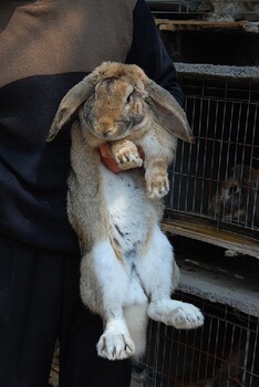 鹏程兔业兔子,黄石鹏程兔业2022农村肉兔纯种