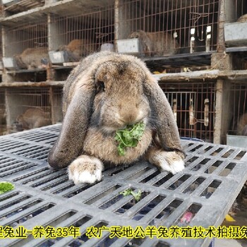 滨州鹏程兔业2022农村肉兔生长快速,兔子