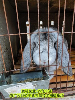 赣州鹏程兔业2022农村肉兔纯种