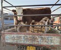 吉安繁殖母牛,西門塔爾繁殖母牛