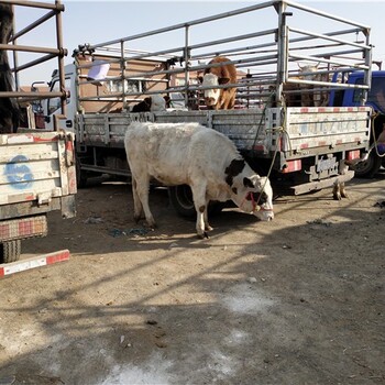 繁殖母牛养殖场,西门塔尔繁殖母牛