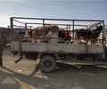 達州繁殖母牛,西門塔爾繁殖母牛