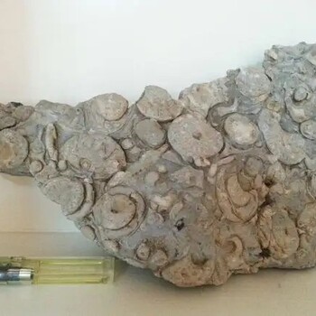 鱼形化石怎么送拍,化石交易价格