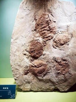 古生物化石正規(guī)收購商,化石交易價格