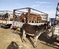 亳州繁殖母牛,西門塔爾繁殖母牛