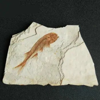 鱼形化石成交价,化石鉴定评估