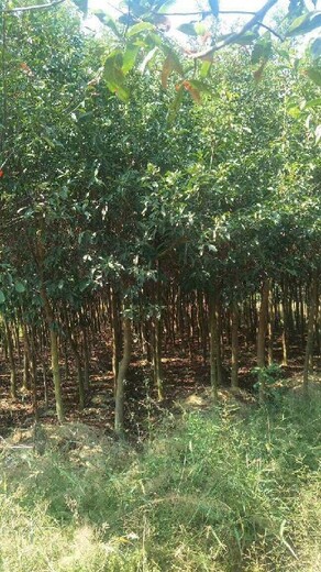 江西地径1公分杜英种植,胆八树