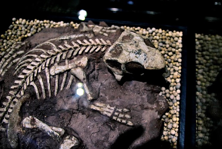鱼形化石古董中介电话,化石在线鉴定