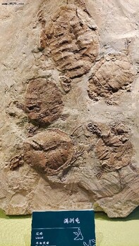 鱼形化石如何出手,化石交易价格