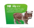 上海金山矮馬的價格,寵物矮馬養殖