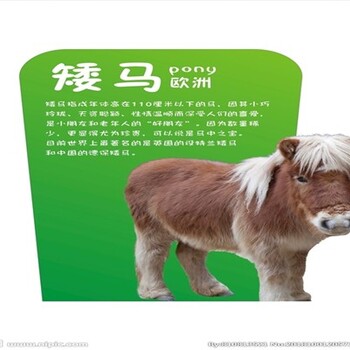 上海静安矮马哪里有,动物园矮马养殖