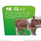 上海矮马养殖-图