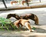 北京通州矮马设特兰矮马,动物园矮马养殖