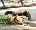 重慶巫溪矮馬騎乘小矮馬,寵物矮馬養殖