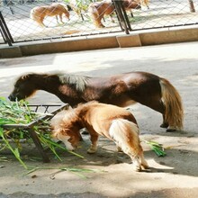上海南汇矮马骑乘小矮马,动物园矮马养殖图片