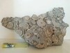 海螺化石古董商号码,化石拍卖