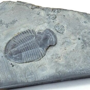 稀有化石真品图片,化石交易价格