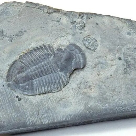 珊瑚虫化石真品图片,化石拍卖