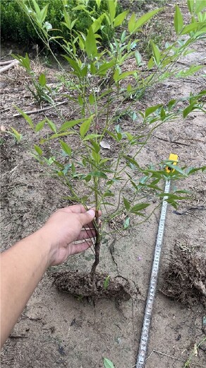 南天竹大杯苗提供舒适的生活空间耐寒性强