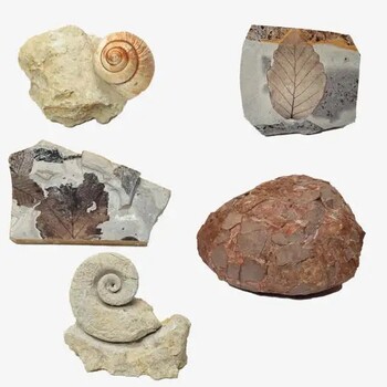 珊瑚化石快速成交,化石在线鉴定