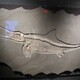 海螺化石真品图片图