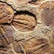 王冠虫化石真品图片图
