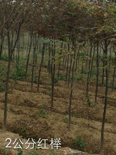 天津地径1公分红榉种植,光叶榉