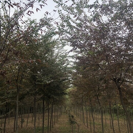 上海1米高鸡爪槭价格,槭树