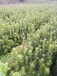 河北2公分罗汉松种植,罗汉杉