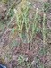 江苏80CM高罗汉松种植,罗汉杉