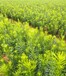 贵州1米高罗汉松种植,土杉