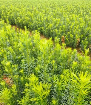 贵州1公分罗汉松种植,土杉