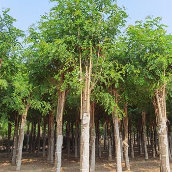 10公分红花刺槐基地,精心种植