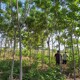 9公分火炬树价格,绿化苗木产品图