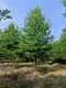 娜塔栎树种植基地批发图