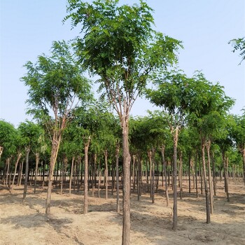 湖南香花槐基地,红花刺槐