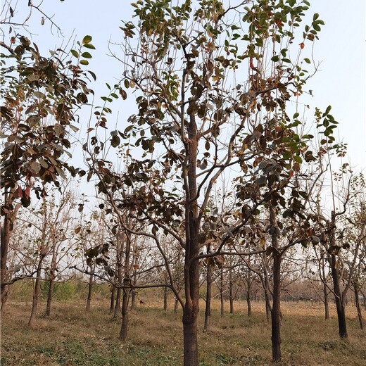 14公分柿子树产地工程种植
