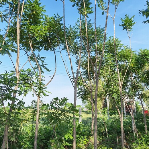 上海南汇火炬树苗圃