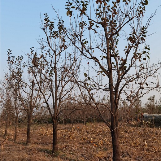 20公分柿子树价格工程种植