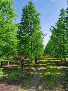 池杉种植基地