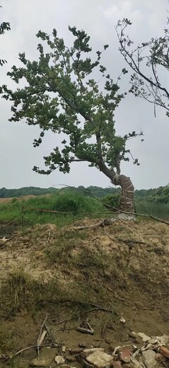 江苏乌桕树种植基地批发