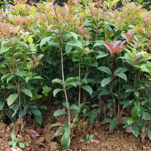 江西2公分桂花树种植