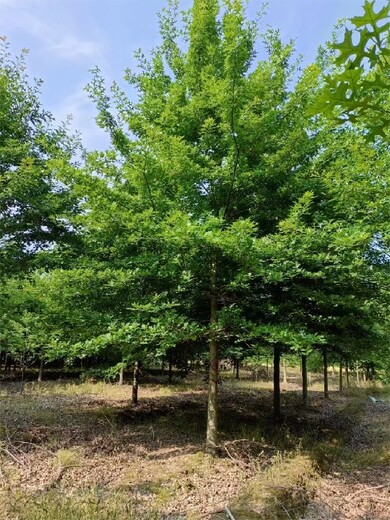 南京娜塔栎树