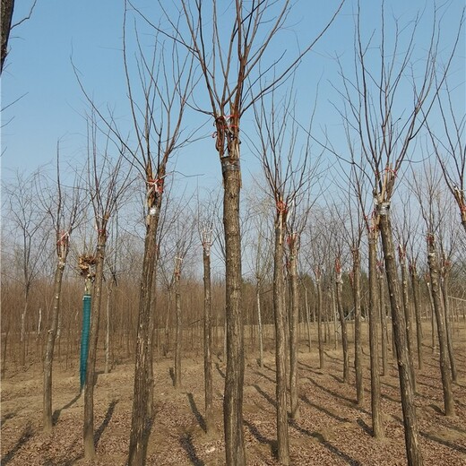 世泽红花洋槐,10公分红花刺槐基地