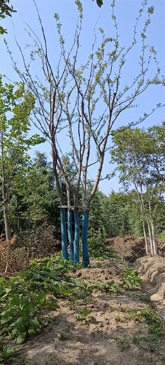 2-3公分朴树种植