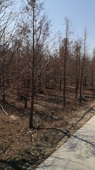 池杉种植基地