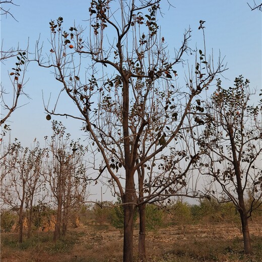 云南普洱柿子树苗木基地,北方柿子树